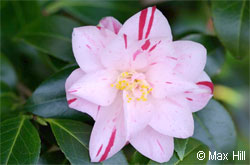 Journées des Camelia