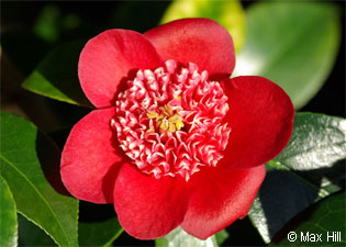 Camellia japonica
