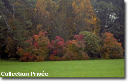 Le Parc de Courson � l'Automne