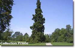 Le Sequoia Geant de Courson