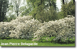 Le Parc de Courson au printemps