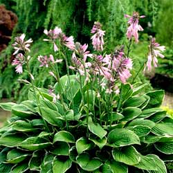 Hosta panache Francee