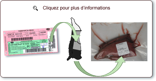 Cliquez sur l'image pour l'agrandir Passeport bovin